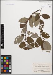 Foto von Salix caprea L. x Salix grandifolia Ser.